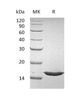 Recombinant Human FGFa (140AA)