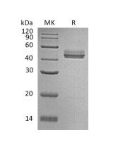 Recombinant Mouse IL-23