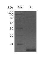 Recombinant Human NRG1Beta  (71AA)