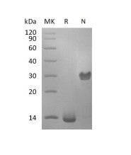 Recombinant Human PDGF-BB