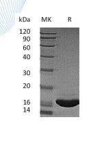 Recombinant Human SCF