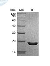 Recombinant Human TNF alpha (N-6His)