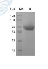 Recombinant Human Siglec-5 (C-6His-Flag-Fc)