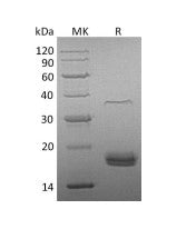 Recombinant Human VEGF-D (C-6His)