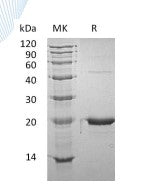 Recombinant Mouse GH