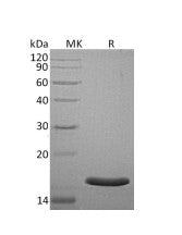 Recombinant Human AG-3 (C-6His)