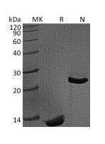 Recombinant Mouse/Rat TGF-beta 1