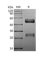 Recombinant Mouse IL-12