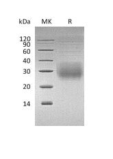 Recombinant Human NKG2A & CD94 Heterodimer(N-8His-Flag)