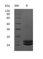 Recombinant Human IL-2 (C-6His)