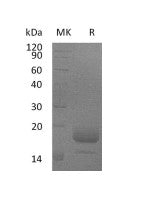 Recombinant Mouse IL-4 (C-6His)