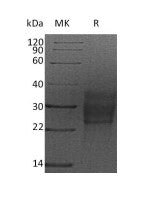 Recombinant Rat SCF (C-6His)