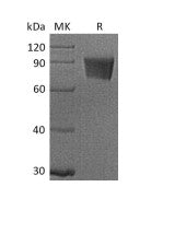 Recombinant Rhesus Macaque B7-H4 (C-Fc)