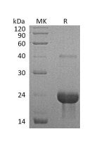 Recombinant Mouse TNF R1