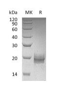 Recombinant Human TFF2 (C-6His)