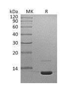 Recombinant Mouse C3a
