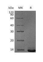 Recombinant Human NPY (C-6His)