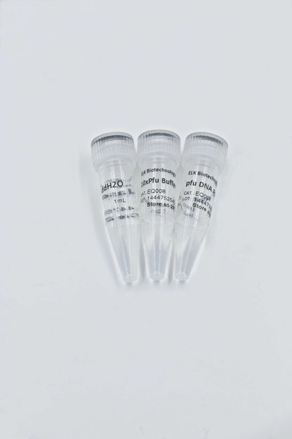 Pfu DNA Polymerase