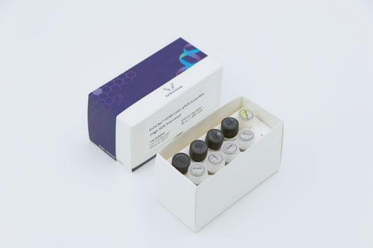 EnTurbo„¢ SYBR Color qPCR SuperMix (High ROX Premixed)
