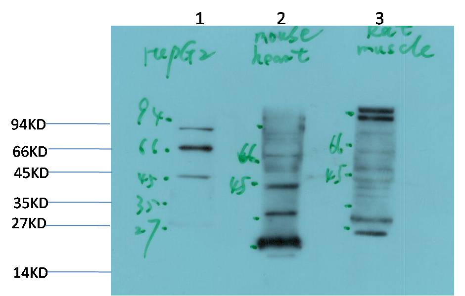 PDK4 Rabbit Polyclonal Antibody