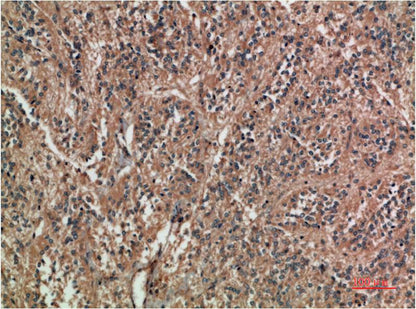 c-Jun Mouse Monoclonal Antibody (8D12)