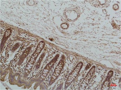 GRP78 Bip Mouse Monoclonal Antibody (8G3)