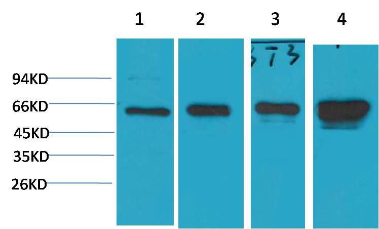 AMPK Alpha1 Mouse Monoclonal Antibody (5G11)