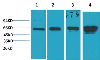 AMPK Alpha1 Mouse Monoclonal Antibody (5G11)