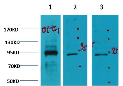 Oct1 Mouse Monoclonal Antibody (TDY27-7G1)