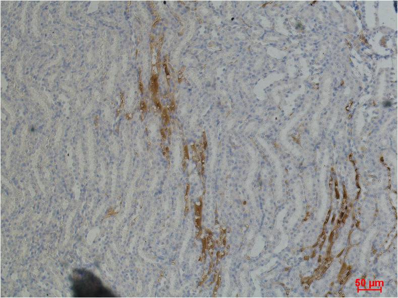 Fibronectin Mouse Monoclonal Antibody (M9)