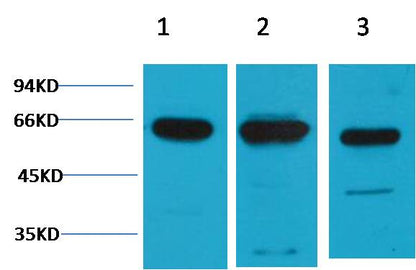 c-Fos Rabbit Polyclonal Antibody