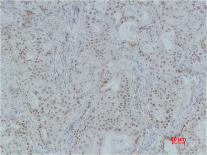 Histone H3 (Phospho Thr6) Rabbit Polyclonal Antibody