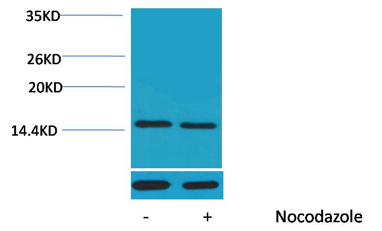 Histone H4 (Phospho Thr80) Rabbit Polyclonal Antibody