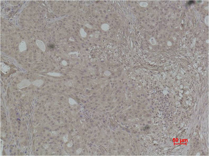 Histone H4 (Phospho Thr80) Rabbit Polyclonal Antibody