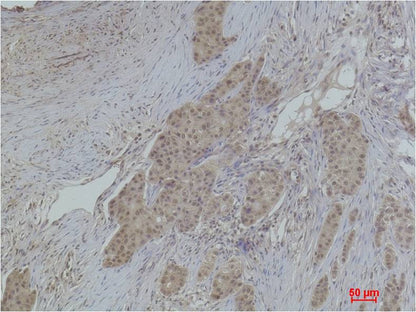 Histone H2A.X (Acetyl Lys5) Rabbit Polyclonal Antibody