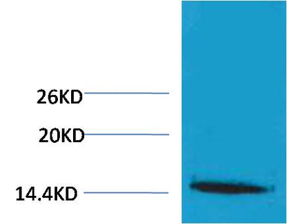 Histone H1 (Tri Methyl Lys25) Rabbit Polyclonal Antibody