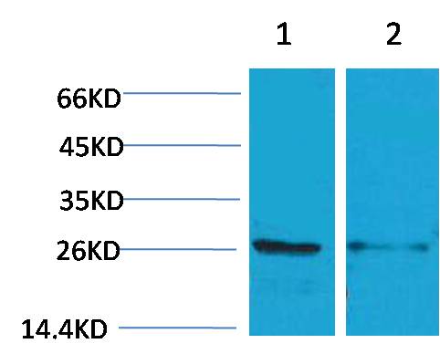 14-3-3 epsilon Rabbit Polyclonal Antibody