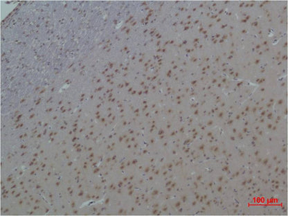 14-3-3 epsilon Rabbit Polyclonal Antibody