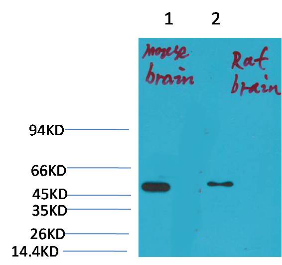 Kv1.1 potassium channel Rabbit Polyclonal Antibody (A243)