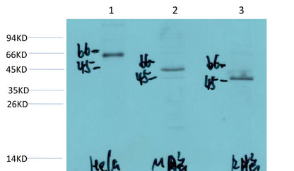 XIAP Rabbit Polyclonal Antibody