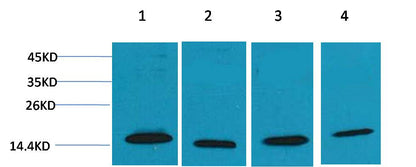 COX IV Rabbit Polyclonal Antibody