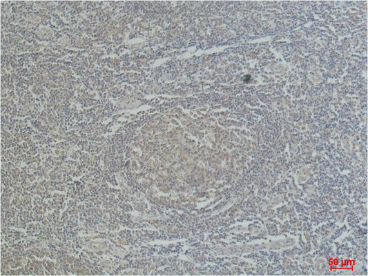 CD68 Monoclonal Antibody (12E2)