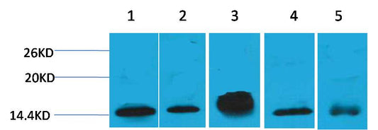 Histone H2B Monoclonal Antibody (Mix-mA)