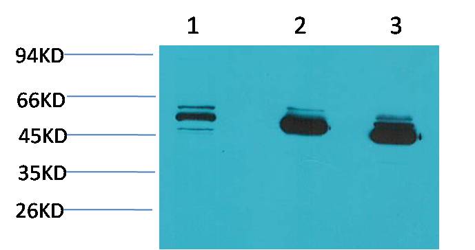 CBARA1 MICU1 Monoclonal Antibody (Mix-mA)