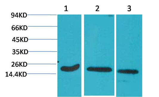 Active Caspase 3 Monoclonal Antibody (5E1)