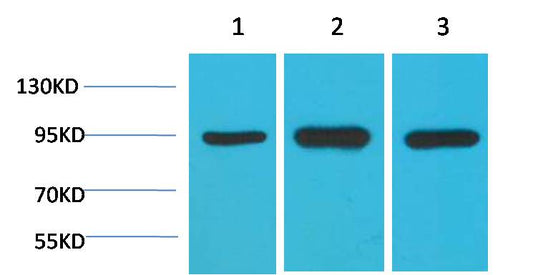 HSP90 Alpha Monoclonal Antibody (1F6)