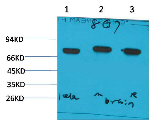 HSC70 Monoclonal Antibody (8G7)