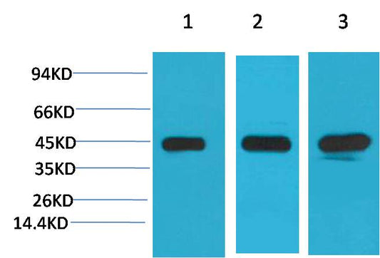 MEK2 Monoclonal Antibody (7D11)