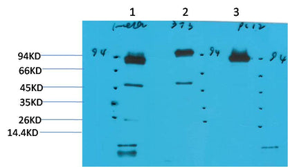 STAT3 Monoclonal Antibody (1E3)