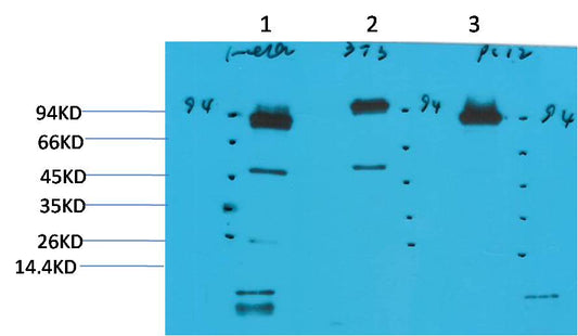 STAT3 Monoclonal Antibody (1E3)